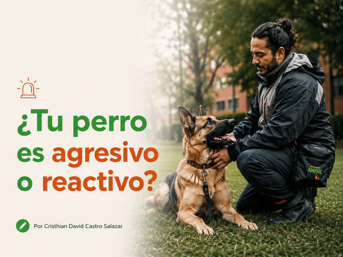 ¿Tu perro es agresivo o reactivo? Aprende a identificar la diferencia