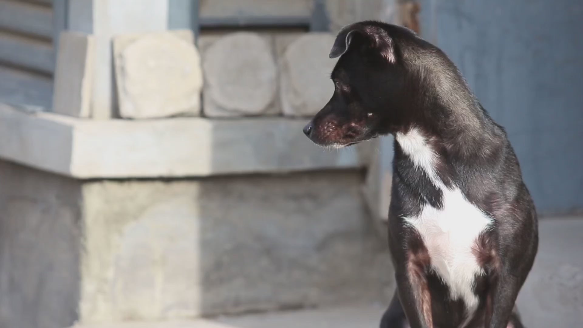 Cargar video: 